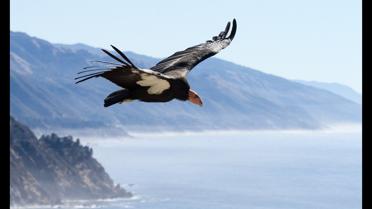 Live webcam view of Condor Enclosure Cam