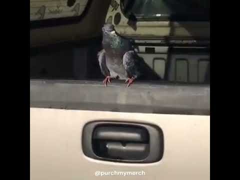 Epic Pigeon Prank [GONE WRONG] | ♛purchmymerch♛ 🅼🅴🅼🅴