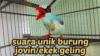 Download lagu PANCINGAN EKEK GELING/JOVIN GACOR💯  #ekekmania #kicaumania #suaraburung mp3