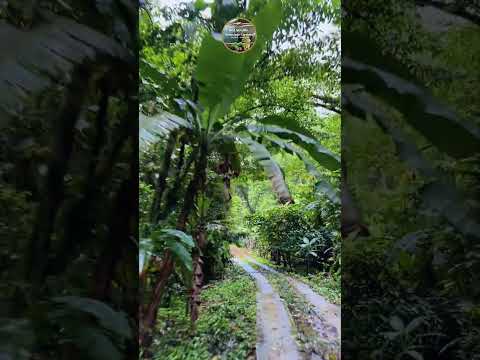 Río Negro aldea Media Libra municipio Córdoba Táchira Venezuela