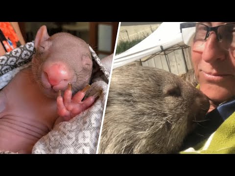 Aww! Baby Wombats Are the CUTEST