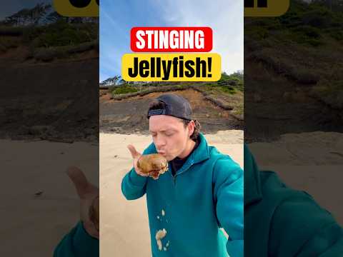 Rescuing VENOMOUS Jellyfish‼️⚠️ #animals #nature #shorts