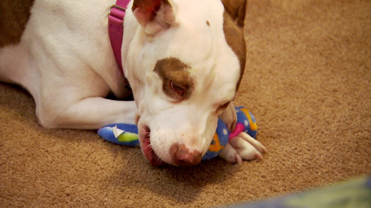 Smack's Second Chance at a Forever Home