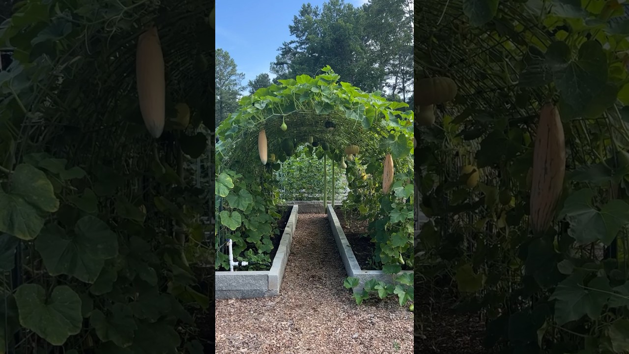 What Arch Trellis Width Is Ideal?