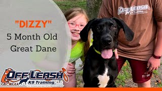 Download Lagu Dizzy | 5 Month Old Great Dane | Dog Trainers Columbus, GA | Doggie Boot Camp Columbus, GA Thumbnail