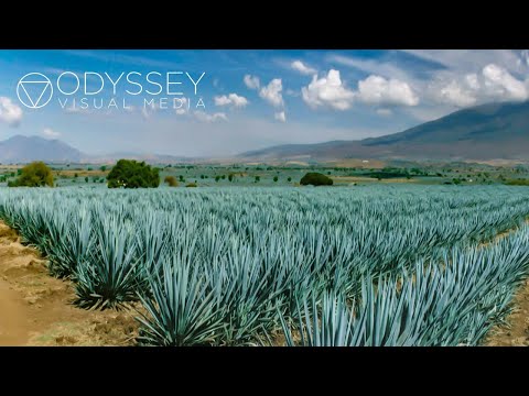 Fazendo Mezcal | Linda experiência de viagem em Oaxaca, México | Cultura Fabrique de Mezcal México