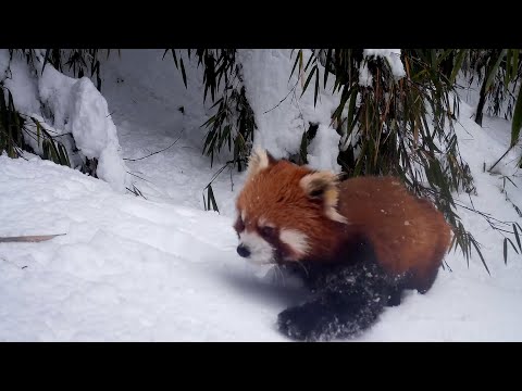 Adorable wild red pandas romp in snow