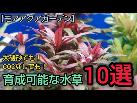 池の水草ベスト５！  庭園