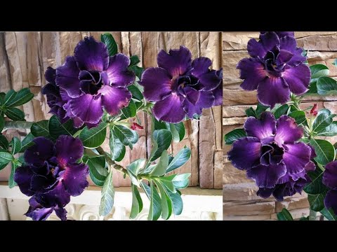 download lagu mp3 mp4 A Rosa Mais Linda Do Mundo, download lagu A Rosa Mais Linda Do Mundo gratis, unduh video klip A Rosa Mais Linda Do Mundo