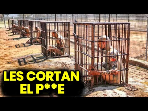 Prisiones que son peores que la muerte