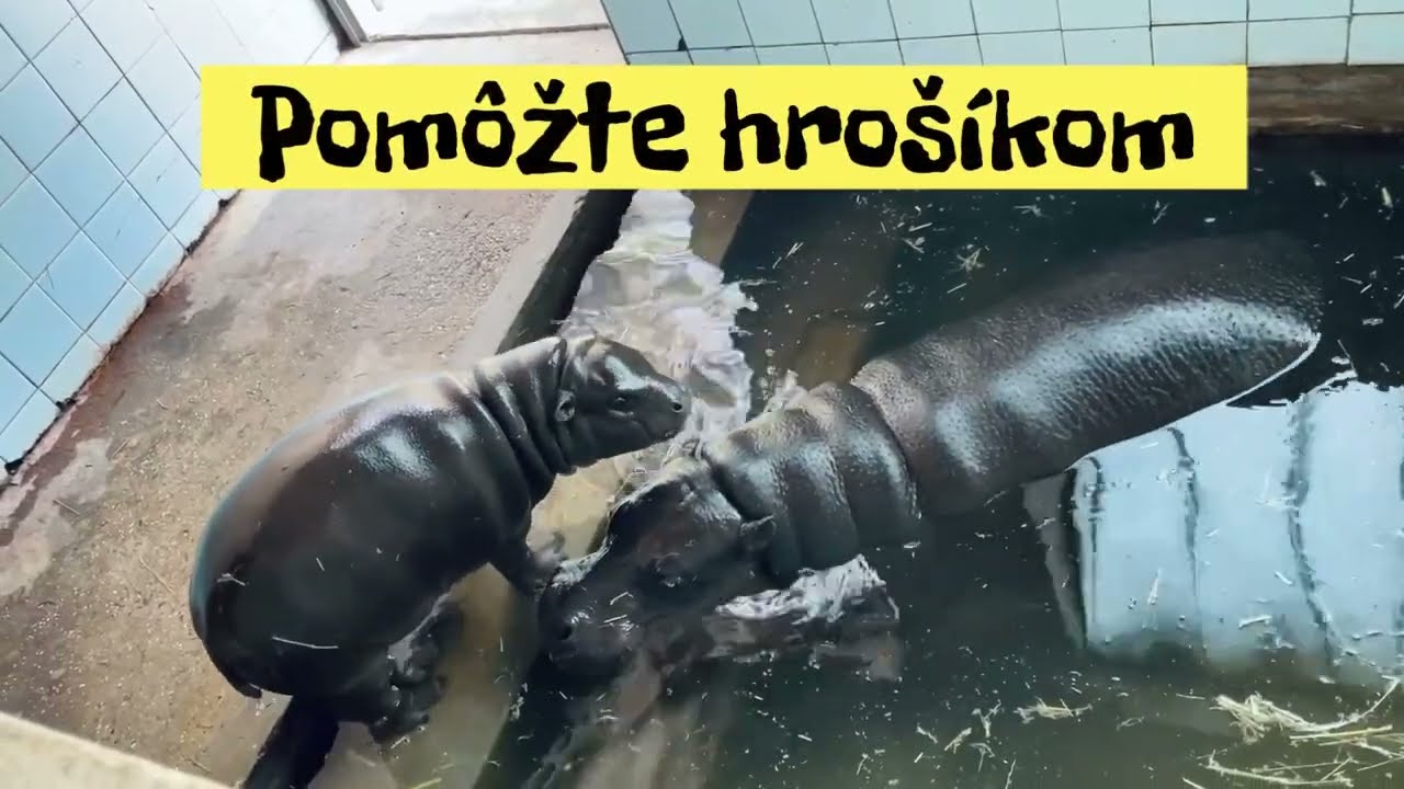Letná hrošíkovská výzva