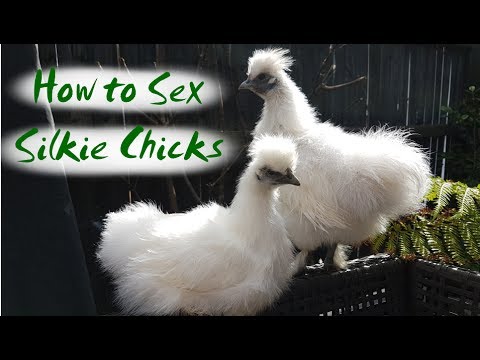Silkie Chickens | The Difference Between Silkie Hens and Roosters