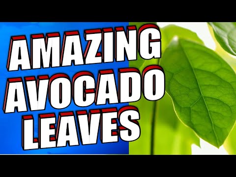 14 Amazing Avocado Leaves Benefits & Uses Including Hair, Diabetes & Blood Pressure