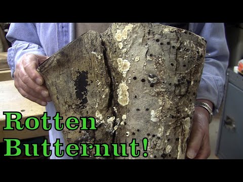 Butternut!  Too Far Gone? ????  Maybe. - Wood Turning