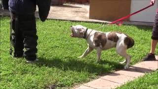 American Bulldog has lost his mind! RED ZONE DOG bites Miami Dog Whisperer