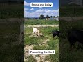 Emma and Daisy Protecting the Herd #youtubeshorts #farmer #dog #dogs #goat #farming #shorts #puppy