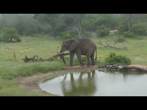 Djuma: Lone Elephant bull passes by the pan, feeding - 01/26/19