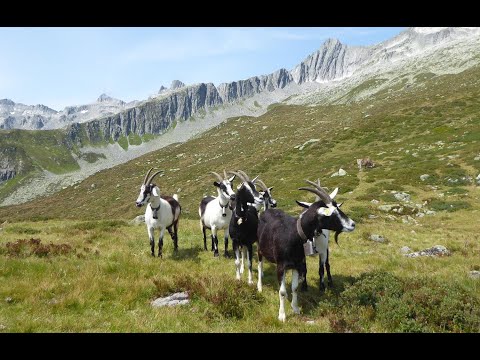Caischavedra - Disentis / Senda Lag Crest Ault (GR) / 06.08.25