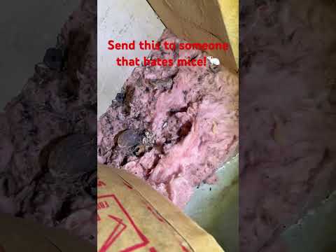 Mice everywhere!!!  #realestate #pestcontrol #nasty #gross