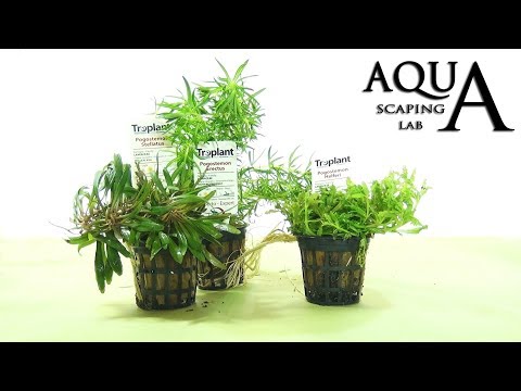 Pogostemon Erectus Stellatus Helferi: A Comprehensive Guide to Aquascaping Success