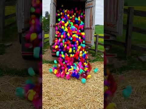 Cutest Chicks#cuteanimals #babyanimals #babyanimal #birds #cute #shortvideo #shorts #short