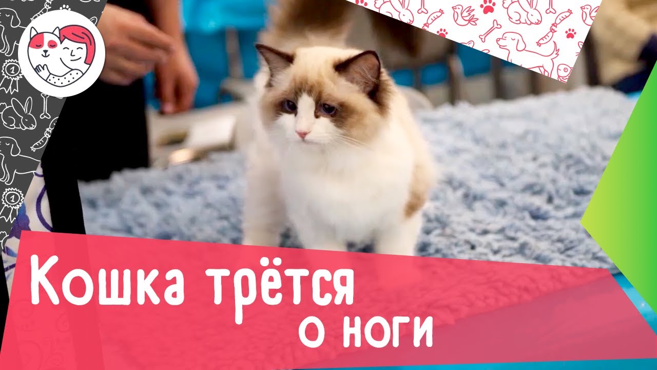 5 распространенных причин, почему кошка трется о ноги