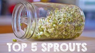 Top 5 Sprouts You Must Grow