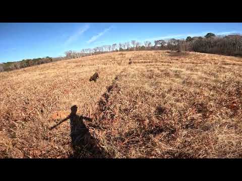 Pudelpointer 2025 Thanksgiving Birds (WHOA Edition)