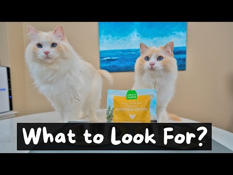 Guide to Buying the Right Cat Food | The Cat Butler