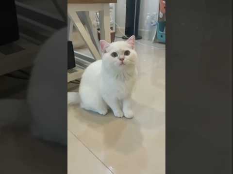 Cat funny 🤣😂#cats #funny #gatos