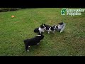Mixed Breed dogs for sale: Jasmine - Video 1