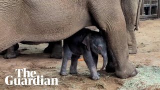 'Such a blessing': Whipsnade welcomes endangered baby Asian elephant