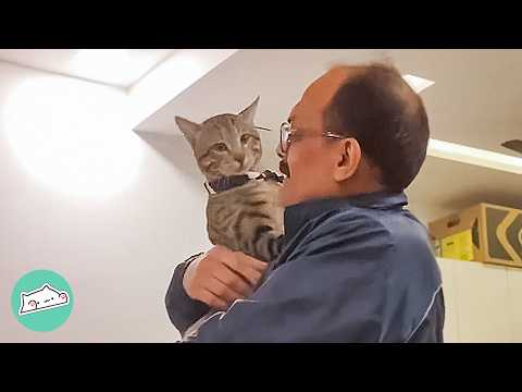 Stray Cat Melted Grandpa's Heart After 3 Years Of Sadness | Cuddle Buddies