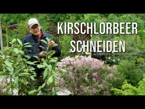 Prune cherry laurel after flowering - for more compact growth and opaque branching