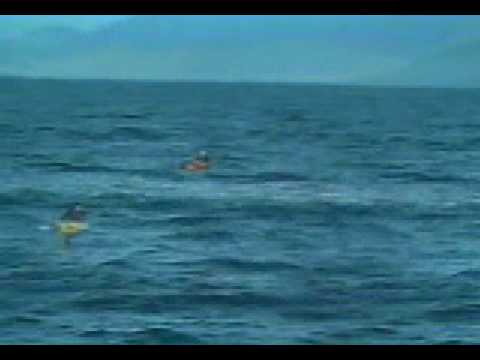Orca asesina se divierte con un humano