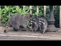 Mother Raccoon With New Kits * Chirping Sounds!