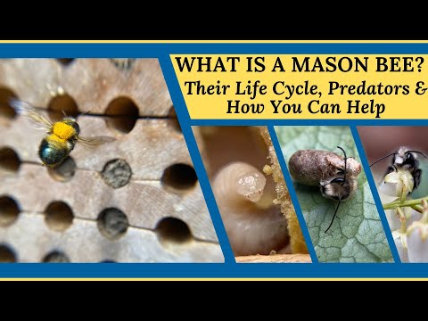 WHAT IS A MASON BEE? Watch Their Life Cycle, Predators & How You Can Help!