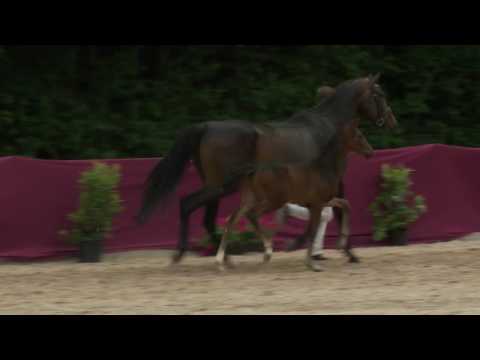 KN 66 Sansibar Hf v. Sir Heinrich - Laudabilis