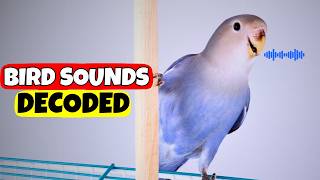 Download lagu 8 SUARA yang Dibuat Burung dan ARTINYA mp3 Download lagu 8 SUARA yang Dibuat Burung dan ARTINYA mp3