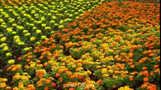 オレンジ とらドラ Mp3 أغاني Mp3 مجانا オレンジ とらドラ Mp3 أغاني Mp3 مجانا