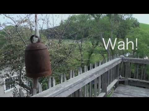 Wah! Music celebrates 20 years