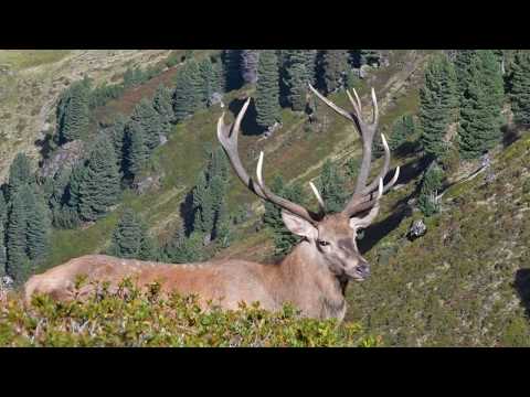 Hirschbrunft in den Alpen #1