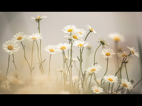 Joy (Mudita) Meditation - Jack Kornfield