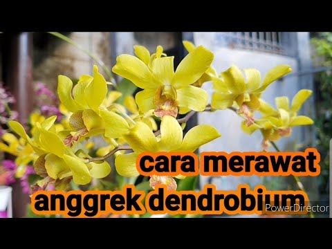 , title : 'Cara merawat Anggrek Dendrobium agar rajin berbunga untuk pemula'