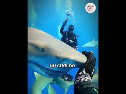 Chú Cá Mập Trả Ơn