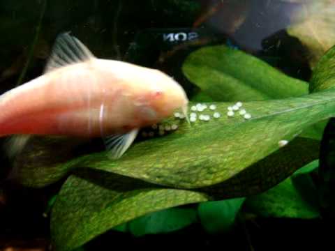 Coridora Albina Desovando