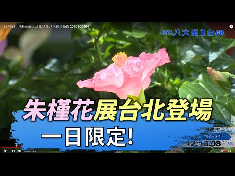 朱槿花 花語