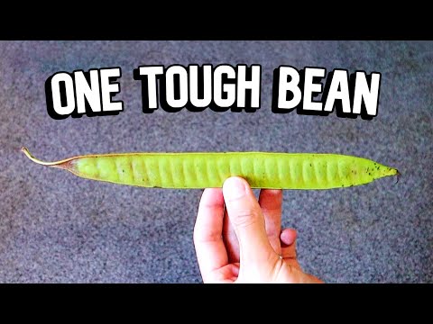 GUAJE - How to use this tasty but invasive bean