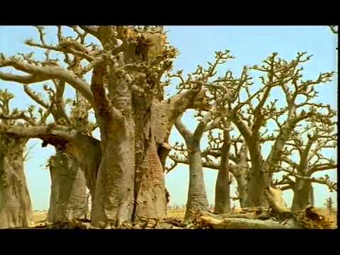 BAOBAB de Laurence ATTALI - ( n° 2 La Trilogie des Amours - 24' - 2000)