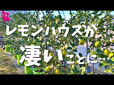 鉢植えのレモンの木はどのくらいの温度に耐えることができますか?冬に取り込んだほうがいいでしょうか？  庭園